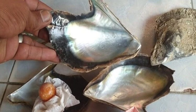 كنز في وجبة عشاء.. امرأة تعثر على لؤلؤة "ميلو" البرتقالية النادرة