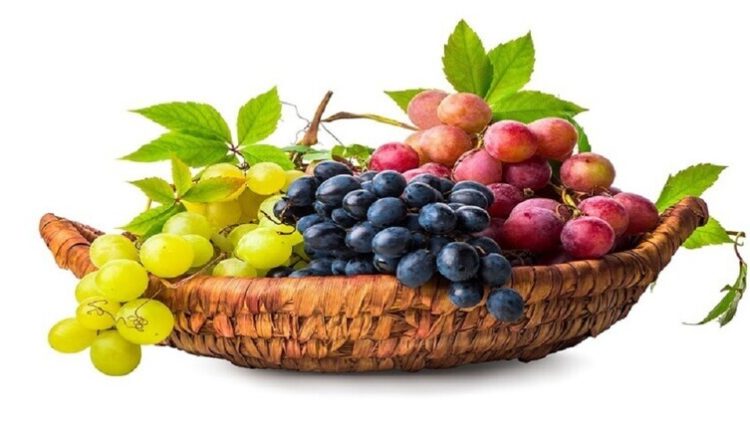العنب يغير ميكروبيوم الأمعاء