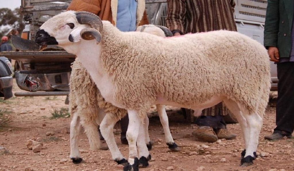 الملك محمد السادس يوجه رسالة حول موضوع عدم القيام بشعيرة ذبح أضحية العيد الملك محمد السادس يوجه رسالة حول موضوع عدم القيام بشعيرة ذبح أضحية العيد